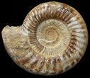 Wide Jurassic Ammonite Fossil - Madagascar #59612-4